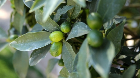 Fortunella Japonica (Cumquat). Natural Background With Cumquat Fruits In Foliage. alt