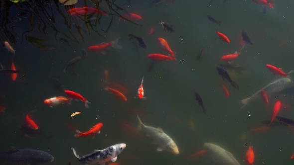 Koi Fish, Fancy Carp Fish Swimming In The Pond .