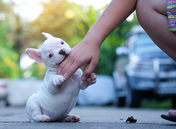 French bulldogs are biting the hand boys play. - Stock Photo - Images