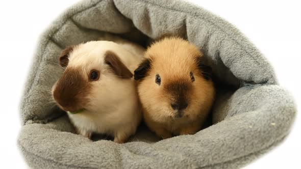 Domestic guinea pigs 