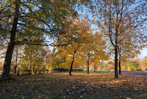 Autumn in the park - Stock Photo - Images