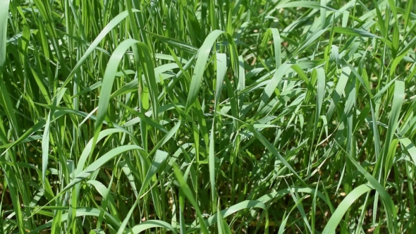 Vibrant Green Grass Background Blown By Breeze