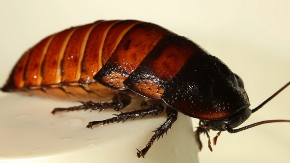 Madagascar Cockroach Mustache Wiggles alt