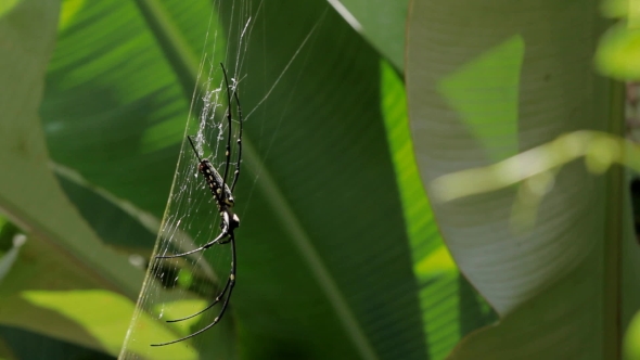 Northern Golden Orb Weaver (Nephila Pilipes) Creating It's Web
