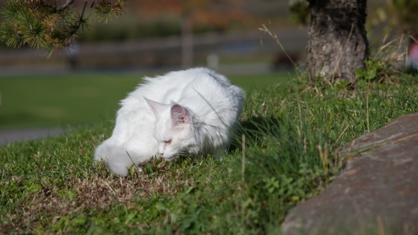 Maine Coon White Cat In The Wild