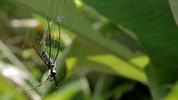 Northern Golden Orb Weaver (Nephila Pilipes) Creating It's Web