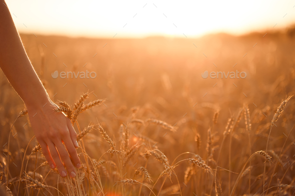 Woman\'s Hand Touch Wheat Ears At Sunset. Shallow Depth Of Field.
