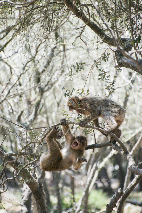 Monkey fight - Stock Photo - Images