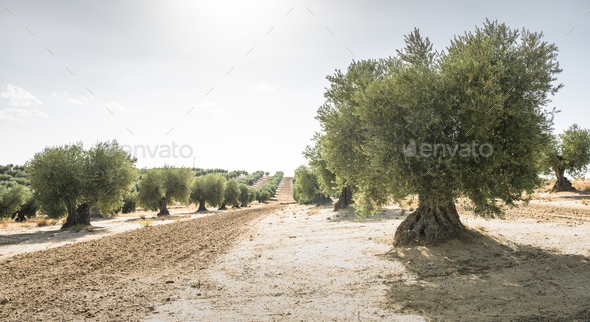 Olive farm - Stock Photo - Images