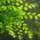 Green Spring Tree In Rainy Weather - VideoHive Item for Sale