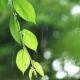 Green Leaves In Rainy Weather - VideoHive Item for Sale