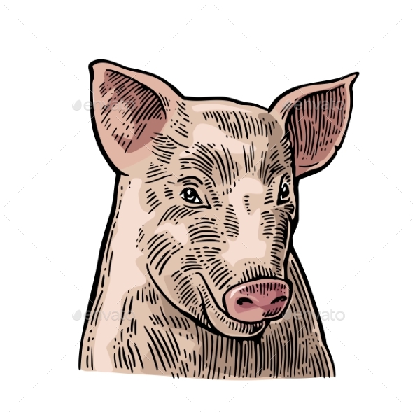 Pig Head Isolated on White Background - Animals Characters