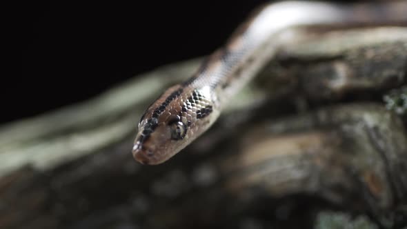 Close Up of the Head of the Boa Constrictor Nonvenomous Snake alt