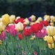 Spring Flowers Tulips - VideoHive Item for Sale