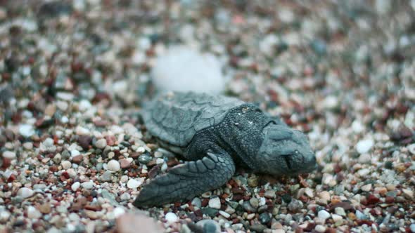 Baby Turtle Hatched From Egg. Newborn Turtle Crawling on Sand and ...