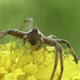Spider On Dandelion Flower - VideoHive Item for Sale