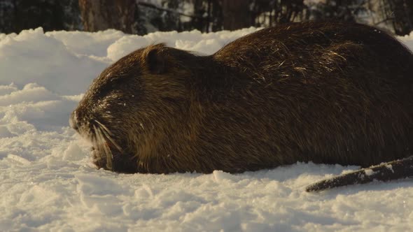 Closeup Nutria Gnaws on a Carrot Sitting in the Snow in a City Park alt