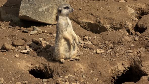 Meerkat, Suricata suricatta sitting and looking into the distance.