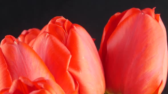 Row of red tulips against a dark background for a Mother's Day or other celebration