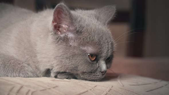 Pedigree Gray Domestic Cat Sleeps on a High Chair in the Apartment alt