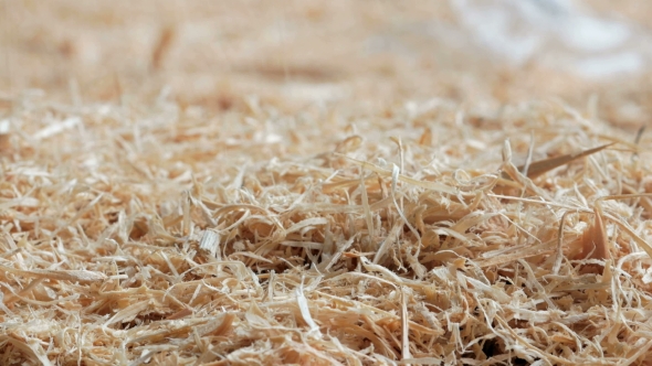 Wooden Background: Sawdust Strewed On The Ground At The Sawmill.  And Moving Camera