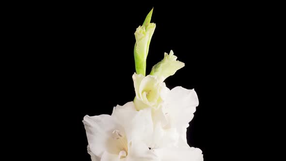 Time lapse of Opening White Gladiolus Flower alt