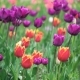Field Of Spring Flowers - VideoHive Item for Sale