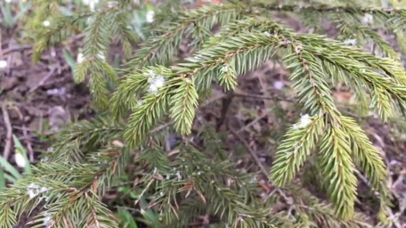 First Snow Fall On The New Year Tree