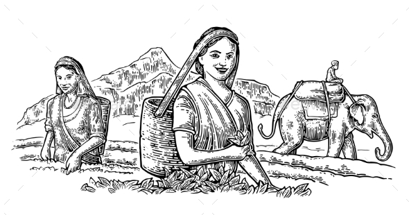 Female Tea Pickers Leaves - People Characters