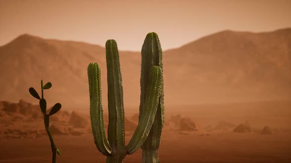 Arizona Desert Sunset with Giant Saguaro Cactus alt