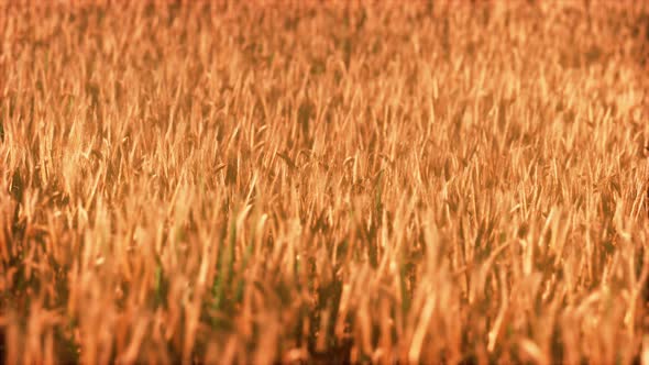 the Field of Ripe Rye at Sunset alt
