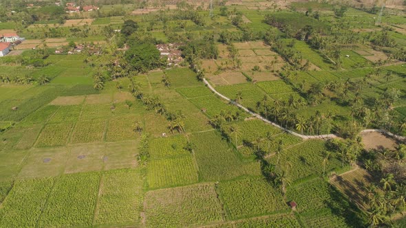 Agricultural Land in Indonesia alt
