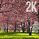 Sakura Garden Sakura Garden - VideoHive Item for Sale