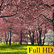 Sakura Park Sakura Park - VideoHive Item for Sale