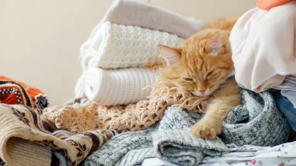 Cute Ginger Cat Sleeps On a Pile Of Knitted Clothes. Warm Knitted Sweaters And Scarfs Are Folded In alt