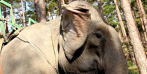 Elephant Waving Ears 1 alt