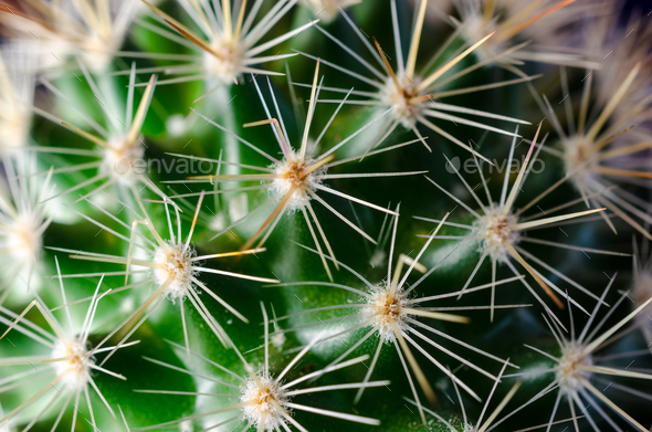 Cactus, blue background Stock Photo by Alex9500 | PhotoDune