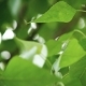 Leaves Backlit. Summer Poplar Tree - VideoHive Item for Sale