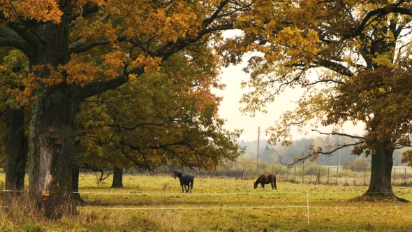 Horses Taking Rest Under The Tree