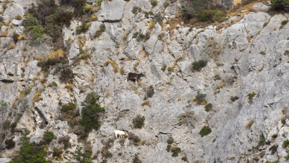 Mountains Goats Climbing On Cliffs