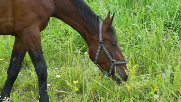 Brown Horse Eating Grass on the Summer Field alt