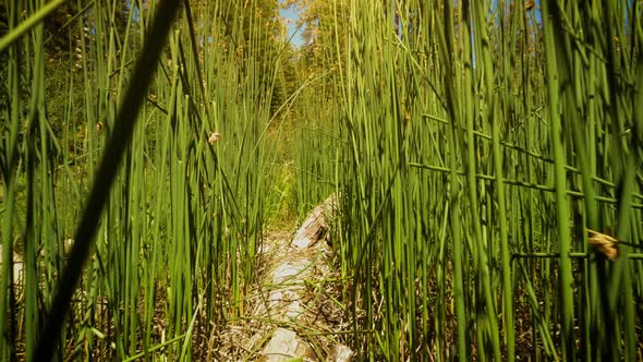 Sotcher Lake in the Ansel Adams Wilderness in California USA alt
