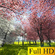 Japanese Sakura Garden Japanese Sakura Garden - VideoHive Item for Sale