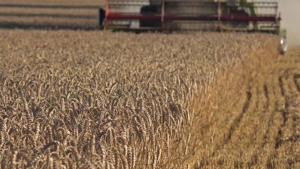 Blurred Farm Combine Harvester Machine Cutting Thrashing Ripe Wheat Rye Barley Grain In Summer.