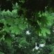 Green Tree Branches Under The Falling Rain - VideoHive Item for Sale