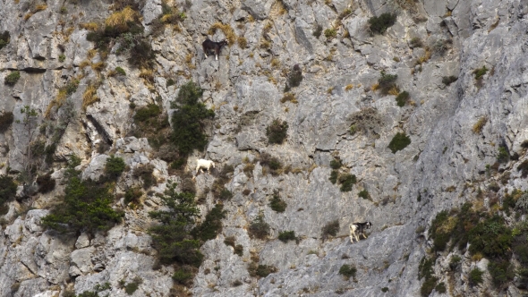 Mountains Goats Climbing On Cliffs