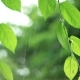 Green Leaves In Rainy Weather - VideoHive Item for Sale