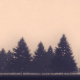 Winter Pine Forest - VideoHive Item for Sale