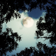 Forest With Moon - VideoHive Item for Sale