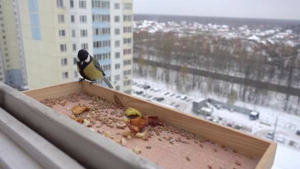 Wild Tit Eating In A Manger